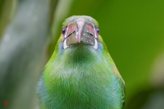 galapagos-2025028
