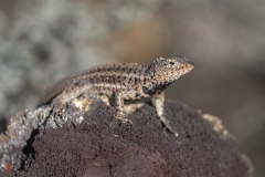 galapagos-2025041