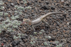 galapagos-2025043