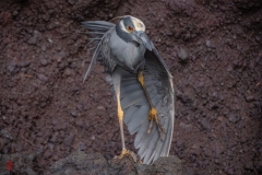 galapagos-2025044