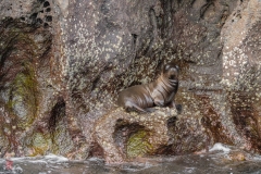galapagos-2025045