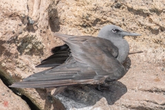 galapagos-2025048