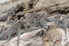 galapagos-2025051