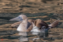 galapagos-2025054