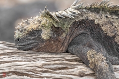 galapagos-2025062