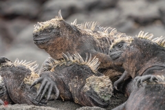galapagos-2025063