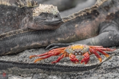 galapagos-2025066