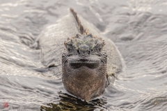 galapagos-2025067