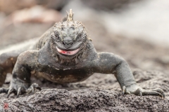 galapagos-2025068