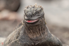 galapagos-2025069