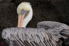 galapagos-2025073