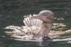galapagos-2025074