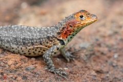 galapagos-2025077