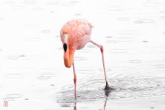 galapagos-2025078