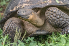galapagos-2025083
