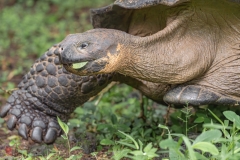galapagos-2025085