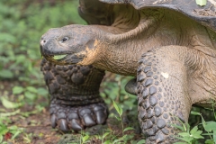 galapagos-2025086