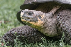 galapagos-2025087