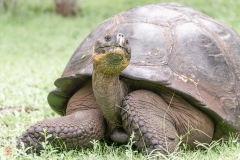 galapagos-2025088