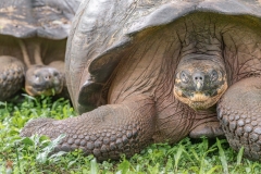 galapagos-2025089