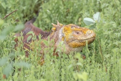 galapagos-2025091