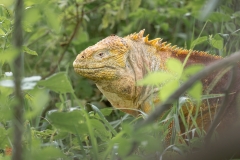 galapagos-2025092