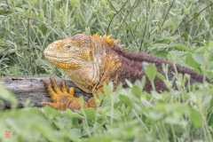 galapagos-2025094