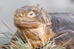 galapagos-2025096