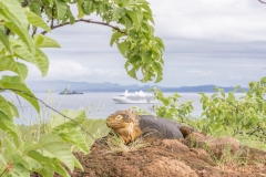 galapagos-2025097