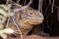 galapagos-2025100