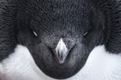 SEABOURN-VENTURE-Antarctica-2023024