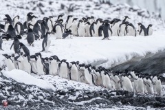 SEABOURN-VENTURE-Antarctica-2023034