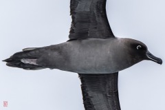 SEABOURN-VENTURE-Antarctica-2023042