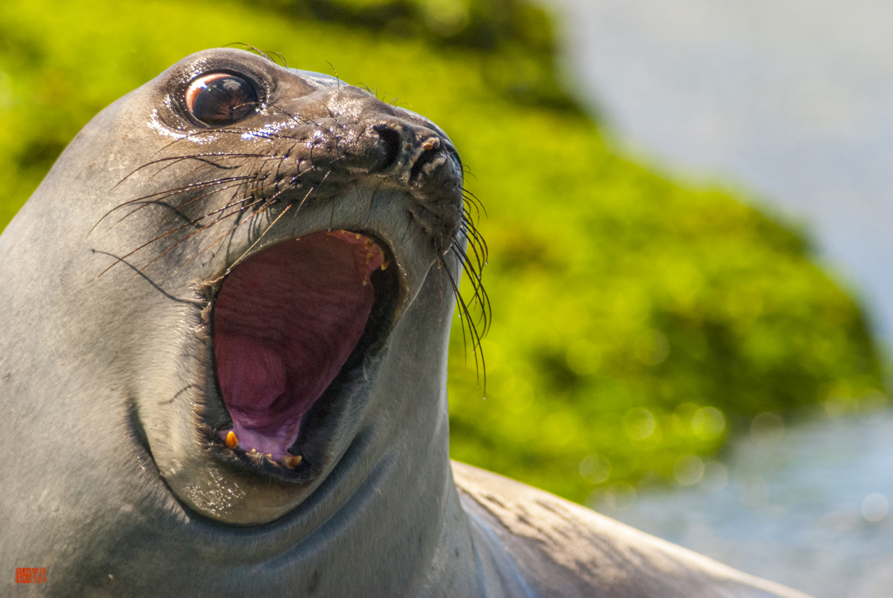 Souther elephant seal