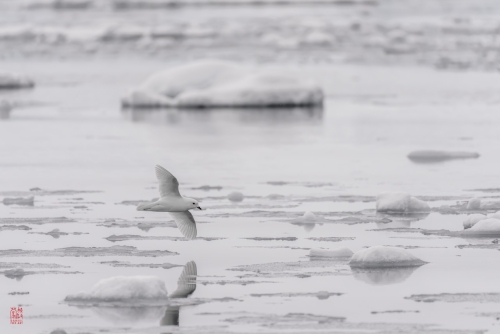 SEABOURN-VENTURE-Antarctica-2023113