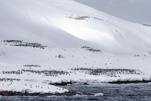 SEABOURN-VENTURE-Antarctica-2023143