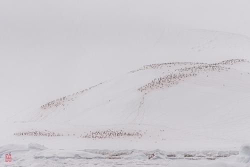 SEABOURN-VENTURE-Antarctica-2023144