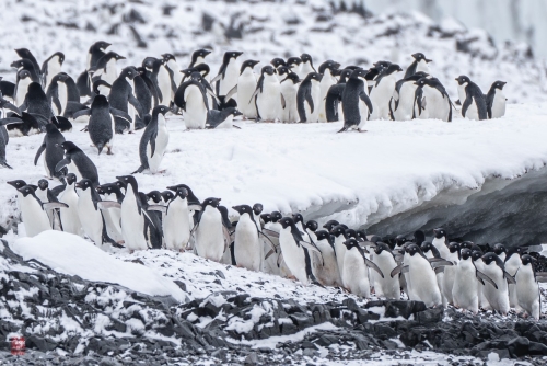 SEABOURN-VENTURE-Antarctica-2023145