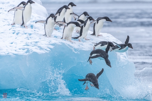 SEABOURN-VENTURE-Antarctica-2023146