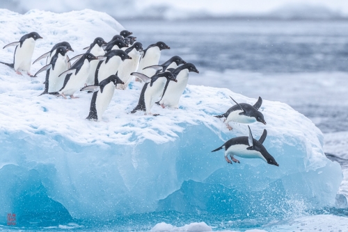 SEABOURN-VENTURE-Antarctica-2023147