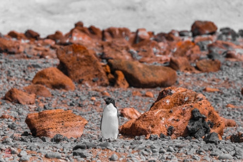 SEABOURN-VENTURE-Antarctica-2023148