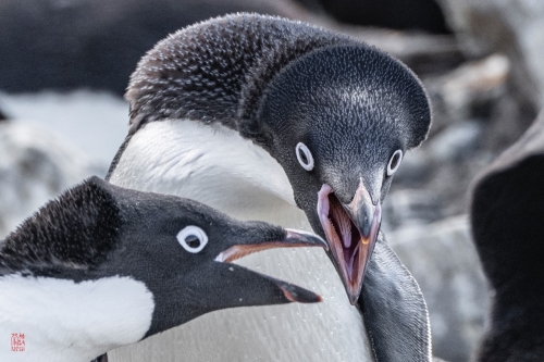 SEABOURN-VENTURE-Antarctica-2023149