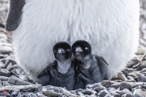 SEABOURN-VENTURE-Antarctica-2023150