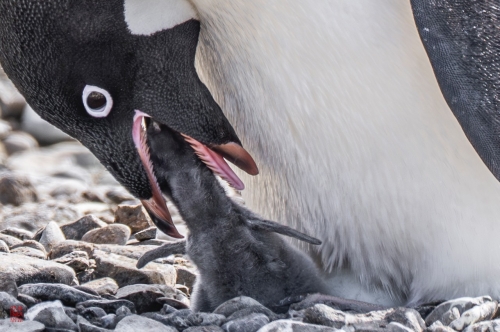 SEABOURN-VENTURE-Antarctica-2023151