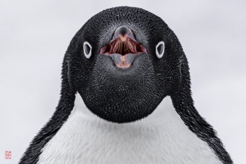 SEABOURN-VENTURE-Antarctica-2023153
