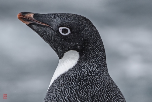 SEABOURN-VENTURE-Antarctica-2023154