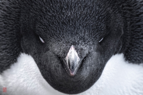 SEABOURN-VENTURE-Antarctica-2023155