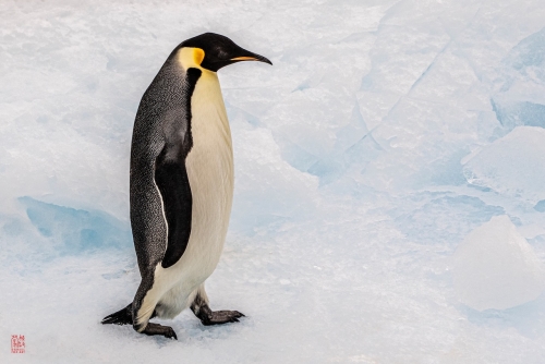 SEABOURN-VENTURE-Antarctica-2023156