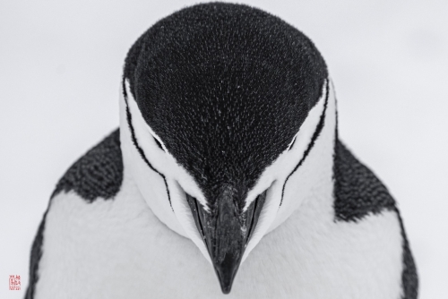 SEABOURN-VENTURE-Antarctica-2023159