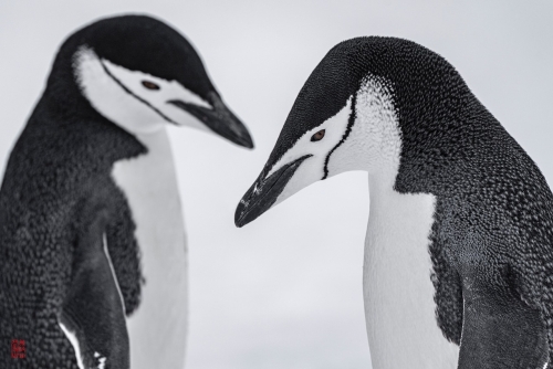SEABOURN-VENTURE-Antarctica-2023160